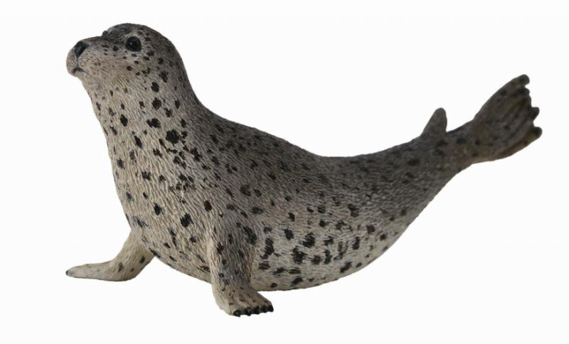 Spotted Seal