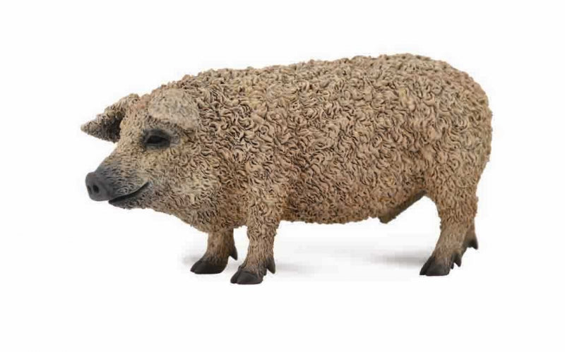 Hungarian Pig