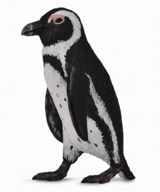 South African Penguin