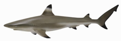 Black Tip Reef Shark