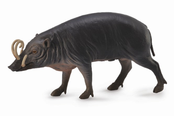 Sulawesi Babirusa