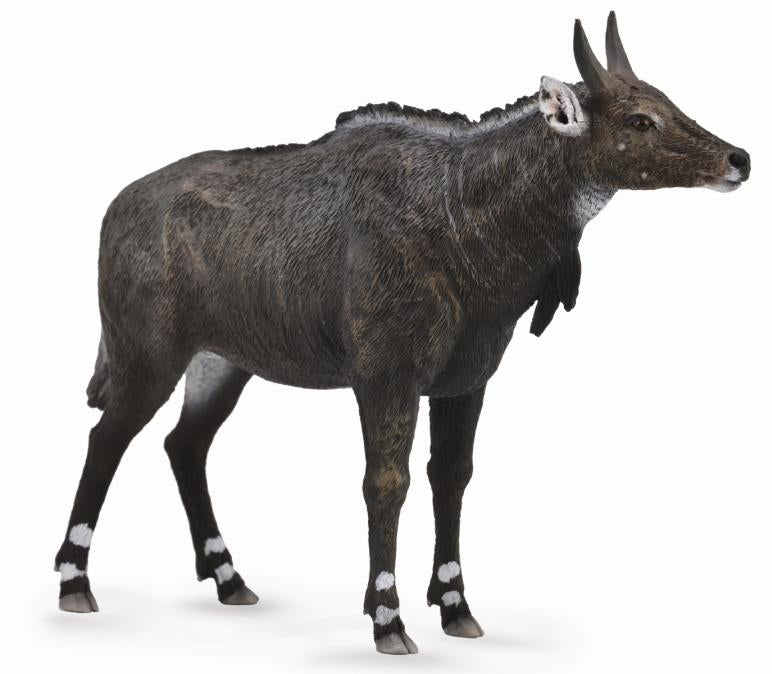 Nilgai