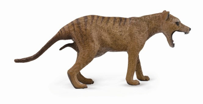 Thylacine