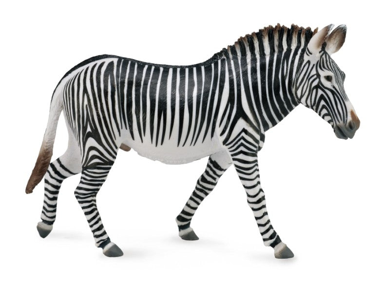 Grevys Zebra