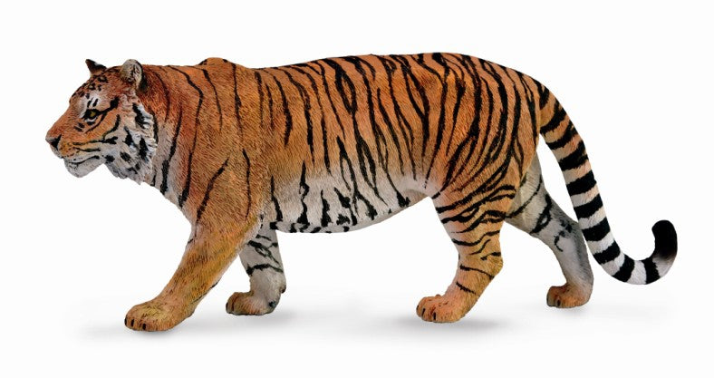 Siberian Tiger