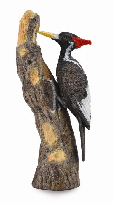 Ivory-Billed Woodpecker