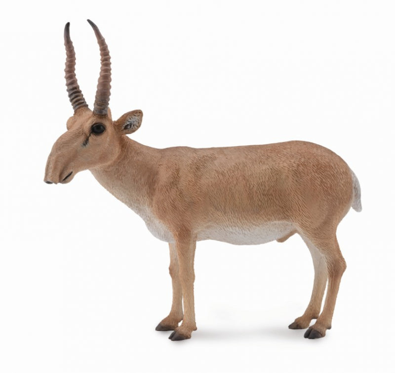 Saiga Antelope