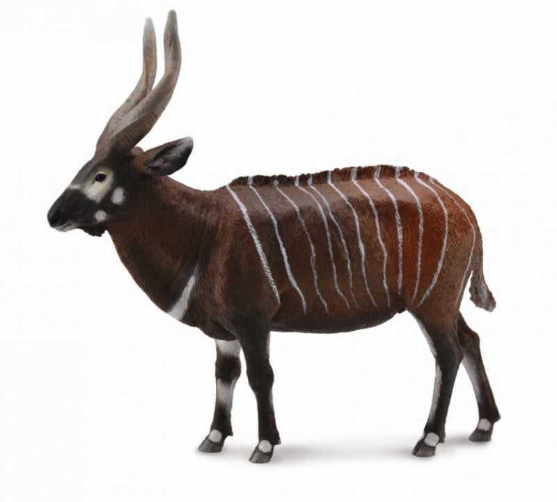 Bongo Antelope