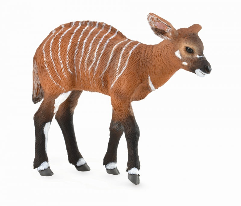 Bongo Calf