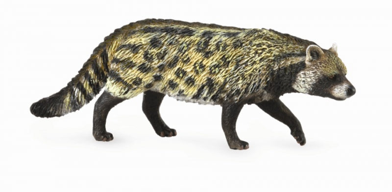 African Civet