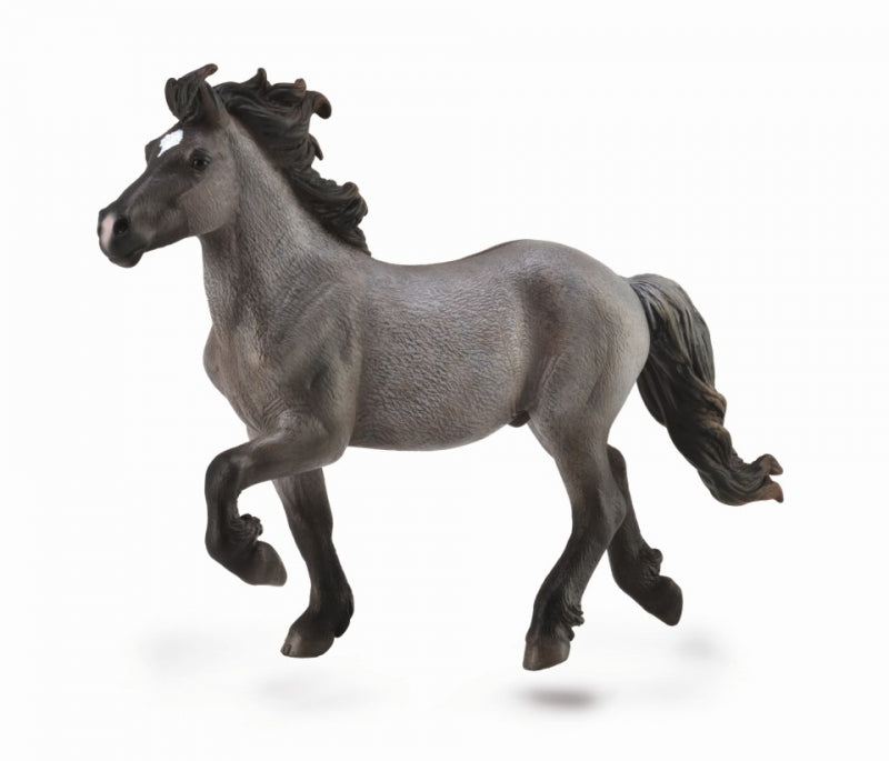 Icelandic Stallion Blue Dun