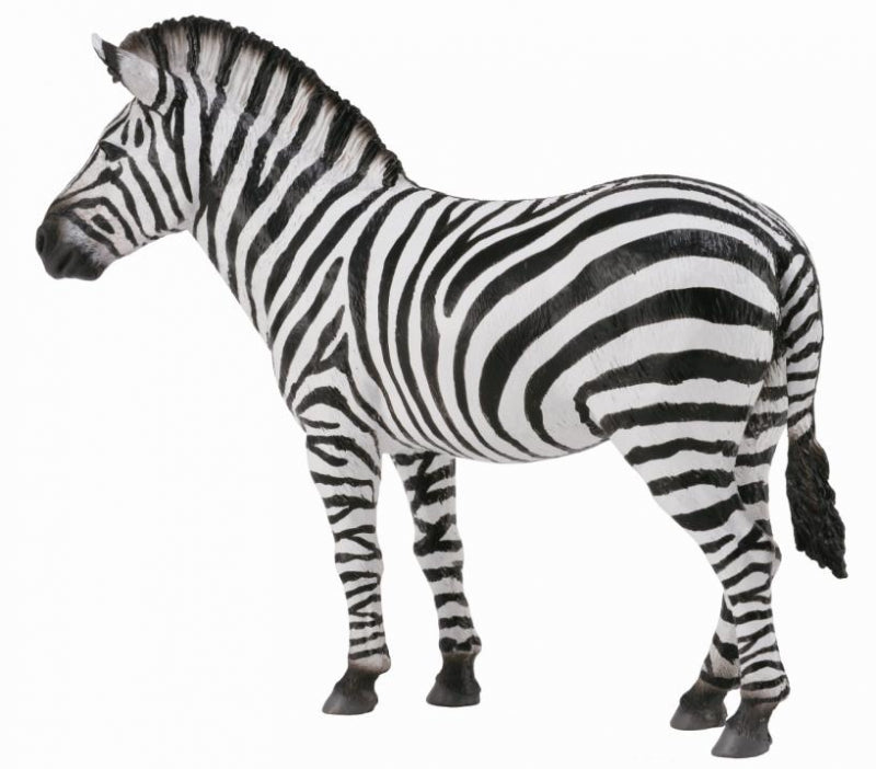 Common Zebra