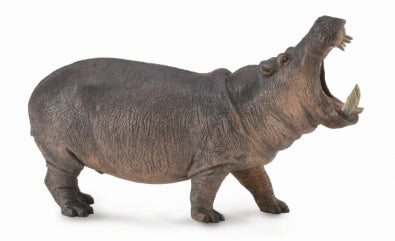 Hippopotamus