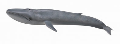 Blue Whale