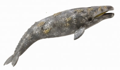 Gray Whale