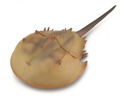 Horseshoe Crab