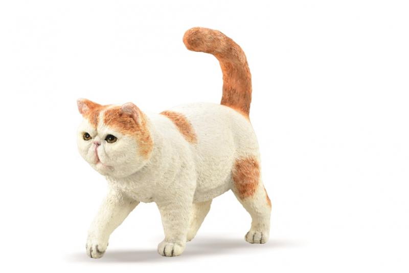 Exotic Shorthair Cat