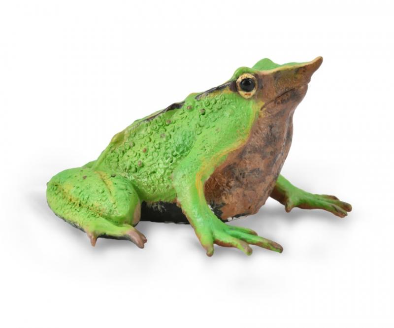 Darwins Frog