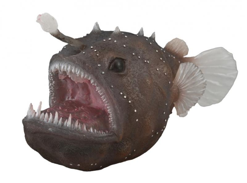 Anglerfish