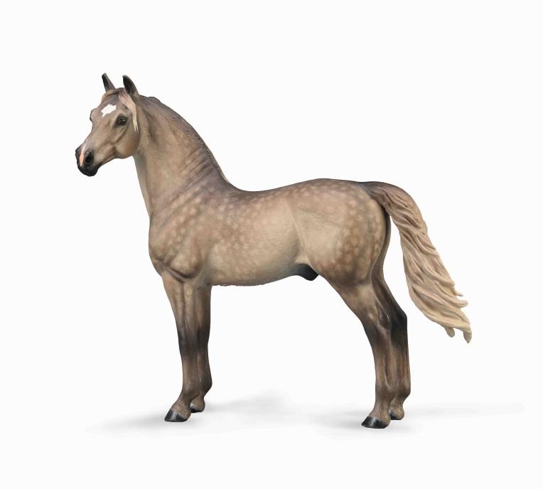 Morgan Stallion Silver Grulla