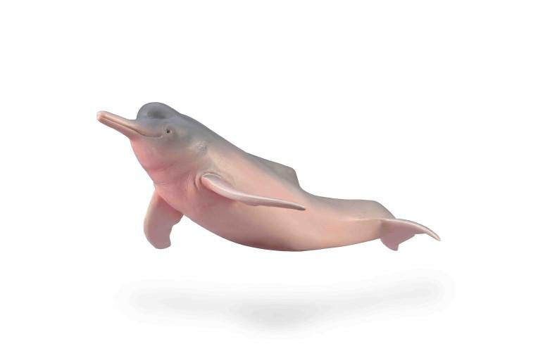 Amazon River Dolphin