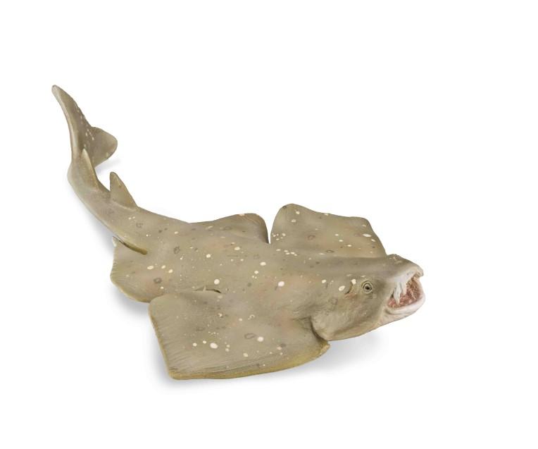 Angel Shark