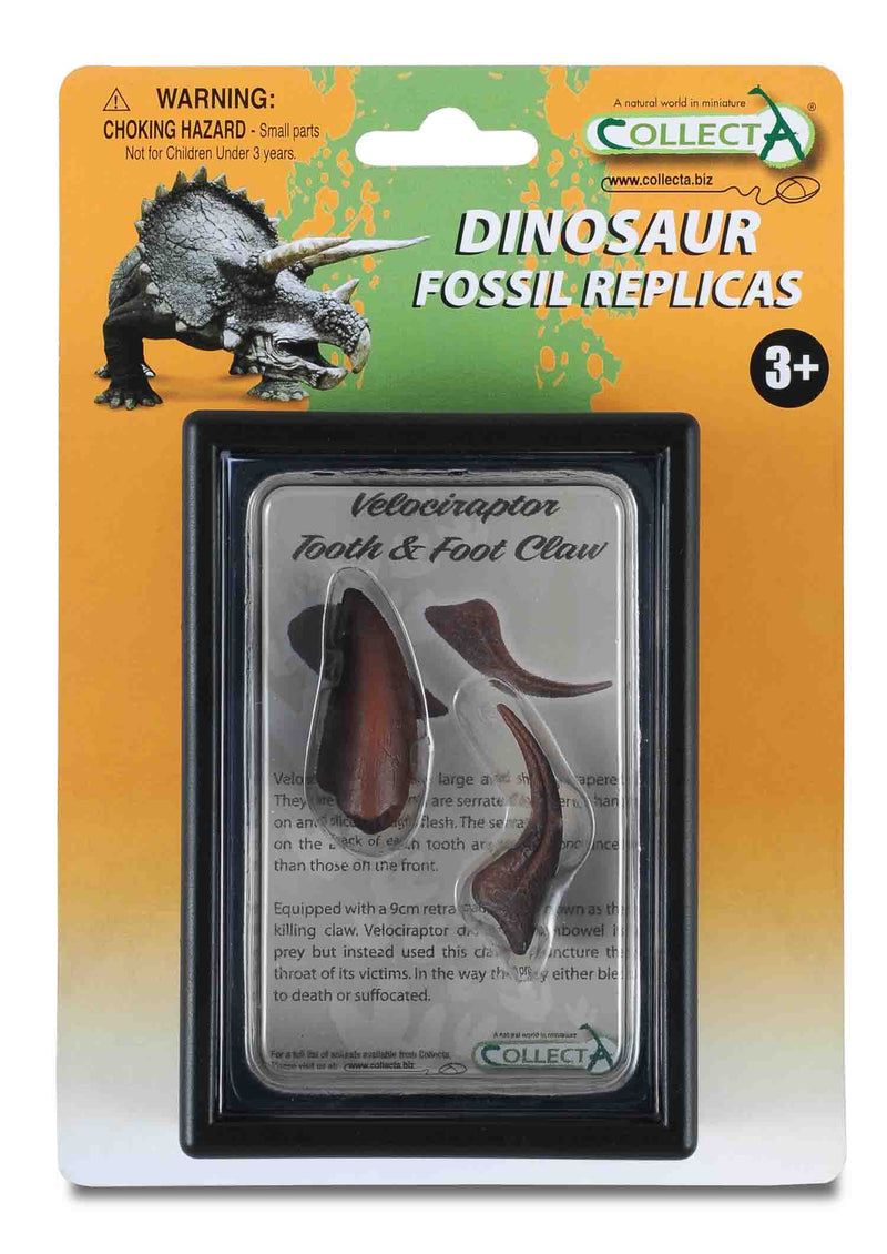 Velociraptor Tooth and Foot Claw