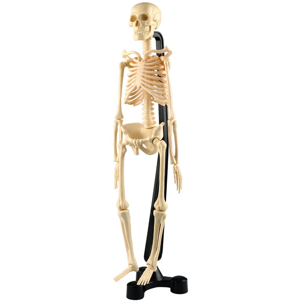 Mini Skeleton 46cm