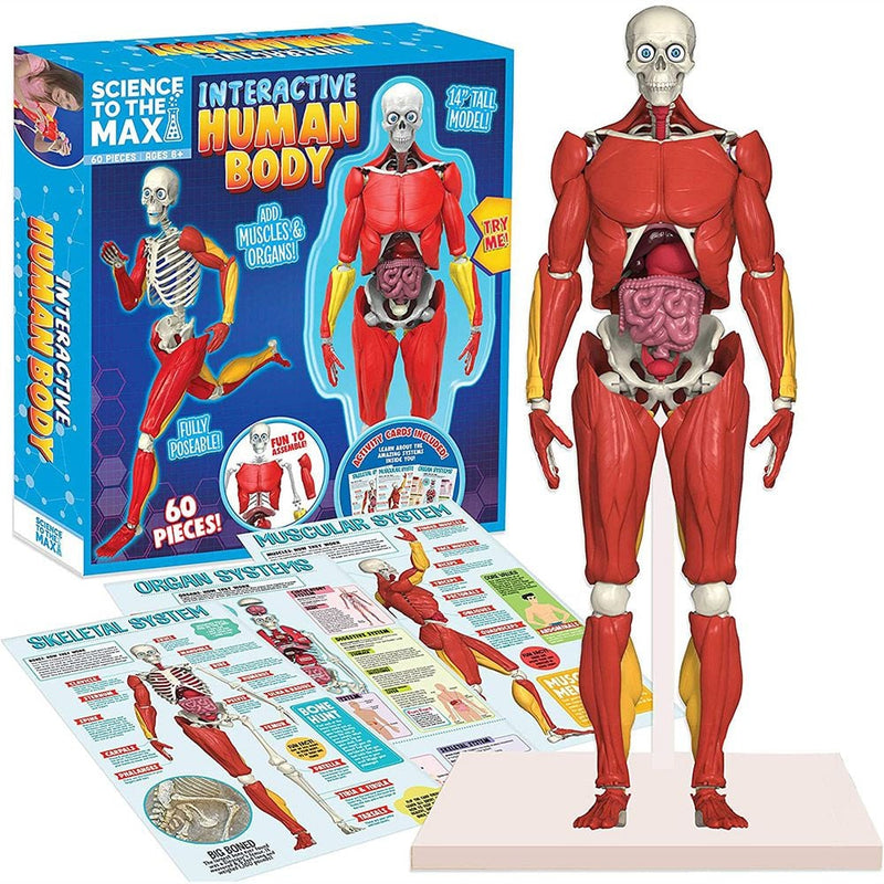 Interactive Human Body Model